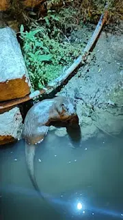 Çarşamba Çayı’nın (Uluçay) en sevimli ve en genç sakini son günlerde bize biraz fazla alıştı! 🦦💧