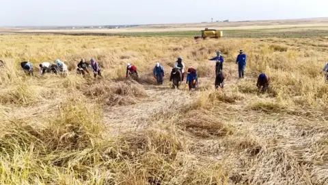 Karacadağ pirincinde hasat başladı: Kilo 150 TL
