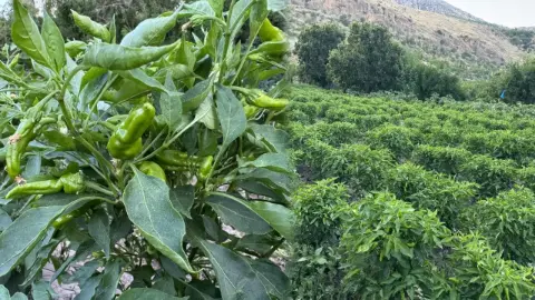 Diyarbakır’ın tescilli biberinde son hasat