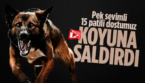 Ankara'da 15 sokak köpeği koyuna saldırdı, o anlar kamerada