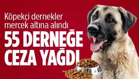 MASAK ve İçişleri'nden köpek derneklerine inceleme: 55 derneğe ceza