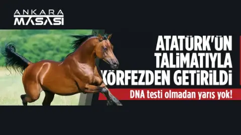 Milyonluk atlara özel takip: Kimlikleri DNA ile doğrulanıyor