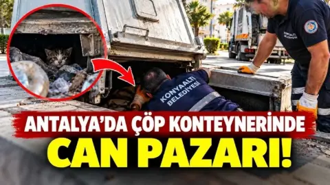 Antalya’da Yer Altı Çöp Konteynerine Düşen Yavru Kediler Kurtarıldı