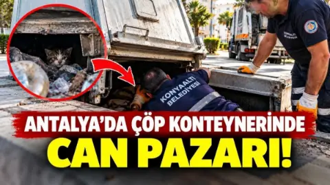 Antalya’da Yer Altı Çöp Konteynerine Düşen Yavru Kediler Kurtarıldı