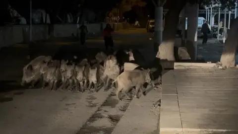 Bitez Mahallesi’nde Pazar Yerine İnen Domuz Sürüsü Uzaklaştırıldı