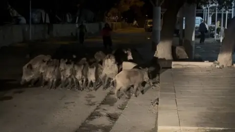 Bitez Mahallesi’nde Pazar Yerine İnen Domuz Sürüsü Uzaklaştırıldı