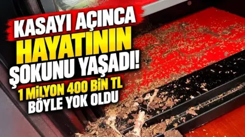 Tayland’da Kasada Saklanan 1 Milyon Bahtı Termitler Kemirdi