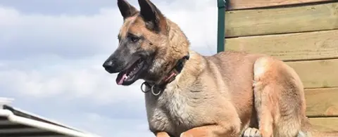 AFAD 5 adet arama kurtarma köpeği alacak