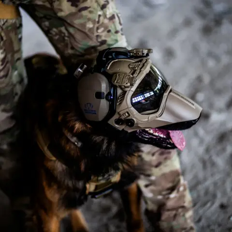 ABD ordusu için genetiği değiştirilmiş görev köpekleri geliştirilecek