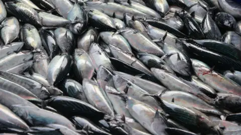 Palamut bolluğu sürüyor mu? Balıkçı esnafı açıkladı