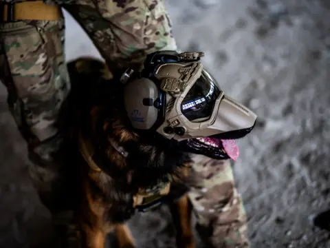 ABD ordusu için genetiği değiştirilmiş görev köpekleri geliştirilecek