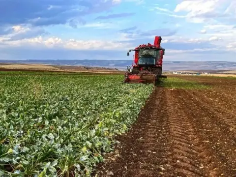 Pancar üreticisi için 952 milyon TL avans ödemesi hesaplara geçti