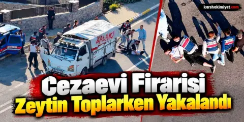 Cezaevi Firarisi Zeytin Toplarken Yakalandı