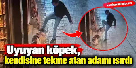 Uyuyan köpek, kendisine tekme atan adamı ısırdı