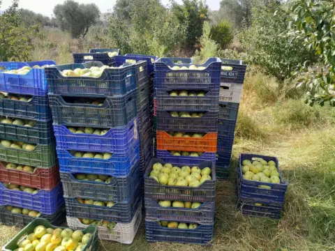 Yatağan’da Deveci Armudu Hasadı Başladı