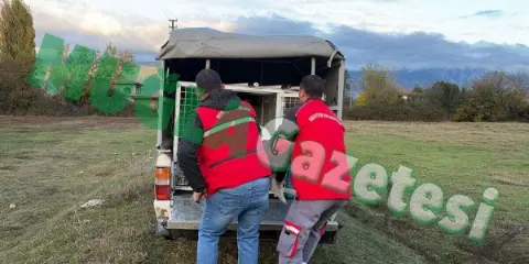 Menteşe’de Koyunlara Saldıran Köpeklerden Biri Yakalandı, İkisi Kaçtı