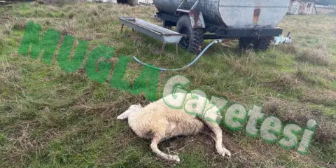 Menteşe’de Koyunlara Saldıran Köpeklerden Biri Yakalandı, İkisi Kaçtı