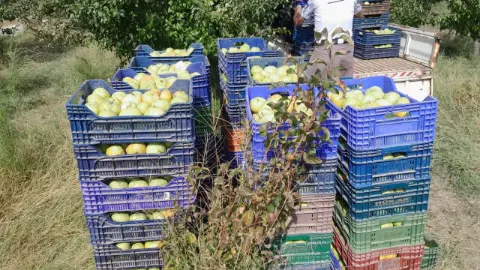 Yatağan’da Deveci Armudu Hasadı Başladı