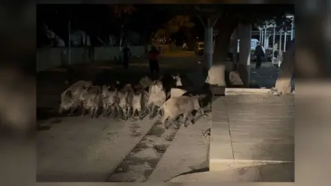 Bodrum Bitez'de Yaban Domuzu Sürüsü Paniği