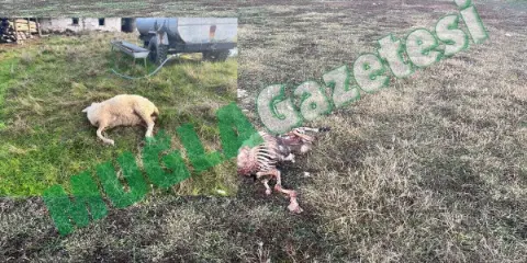 Menteşe'de Köpekler Ağılda Koyunları Parçaladı: Menteşe Belediyesi 1 Saattir Bekleniyor
