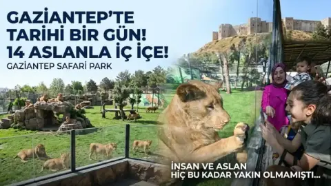 14 Aslan ve Gaziantep! İnsan ve Aslan Hiç Bu Kadar Yakın Olmamıştı