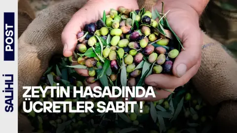 Salihli’de Zeytin Toplama Ücretleri Yıl Sonuna Kadar Sabit