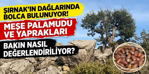 Şırnak’ın Dağlarında Bolca Bulunuyor! Meşe Palamudu ve Yaprakları Bakın Nasıl Değerlendiriliyor?