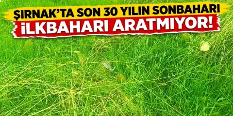 Şırnak’ta Son 30 Yılın Sonbaharı İlkbaharı Aratmıyor!