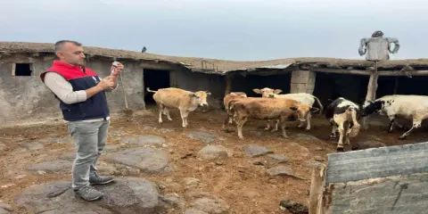 Cizre’de Hayvancılığa Yönelik Çalışmalar Devam Ediyor