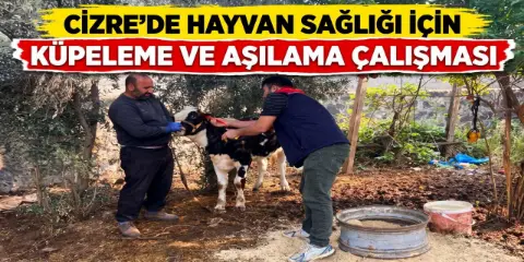 Cizre’de Hayvan Sağlığı İçin Küpeleme ve Aşılama Çalışması
