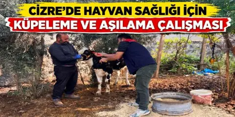 Cizre’de Hayvan Sağlığı İçin Küpeleme ve Aşılama Çalışması