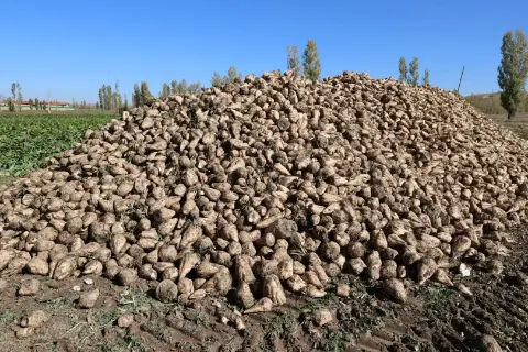 Sakız 10 lira, pancar 3,5 lira!" Sivas'ta çiftçinin borç çilesi bitmiyor!