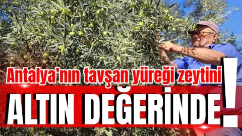 Antalya’nın mirası: Tavşan yüreği zeytininde hasat başladı