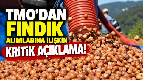 TMO’dan fındık alımlarına ilişkin kritik açıklama!