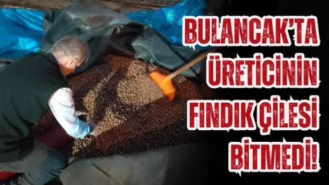 Bulancaklı Üreticinin Fındık İsyanı: Emekler Karşılıksız Kaldı
