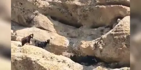 Tunceli’de 70 metre yükseklikte mahsur kalan keçiler kurtarıldı