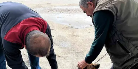 Ortaca’da kedi ve köpeklere kuduz aşısı