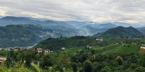 Çay Fabrikaları Çevresindeki Yüzey Tozlarında Ağır Metal Kirliliği Araştırılacak