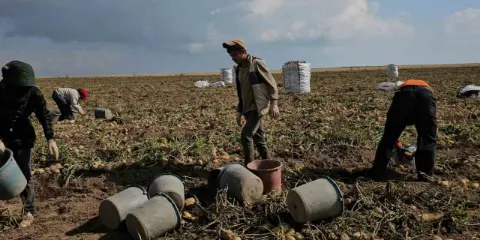 Adilcevaz’da patates tarlalarında ekmek mücadelesi