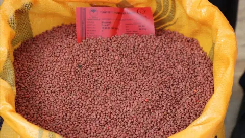 Siirt’te üreticilere 176 ton sertifikalı kırmızı mercimek tohumu dağıtılıyor