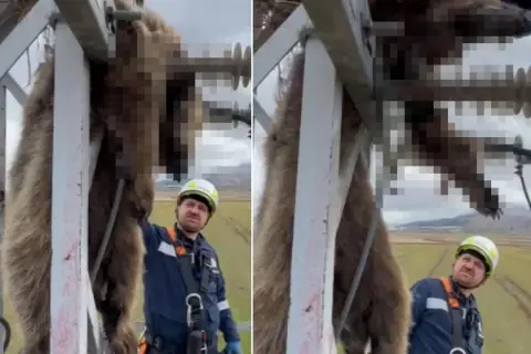 Erzurum'da elektrik direğine tırmanan yavru bozayı akıma kapılarak öldü