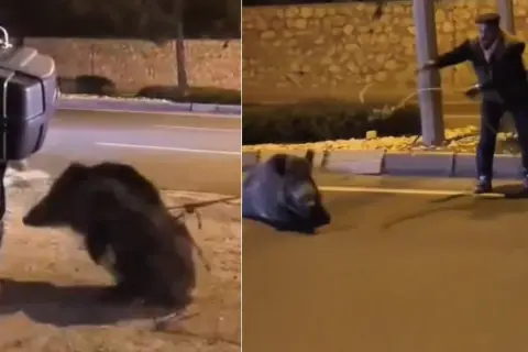 Söke'de Yaralı Domuzu Kementle Kurtardı: Trafik Tehlikesi Önledi