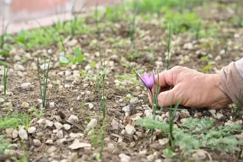 Büyükşehir Belediyesi, Konya’da dünyanın en pahalı baharatını yetiştirdi