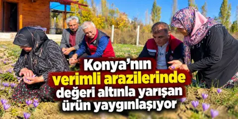 Dünyanın en pahalısı! Konya’da kırmızı altın üretimi yayılıyor