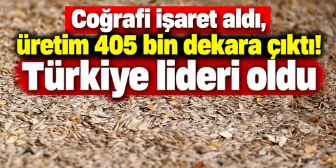 Meşhur kabak çekirdeğinde üretim patlaması! Türkiye'nin yarısını bu il karşılıyor
