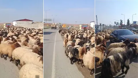 Siirt'te Yayla Sezonu Bitti: Sürüler İpek Yolu'na İndi