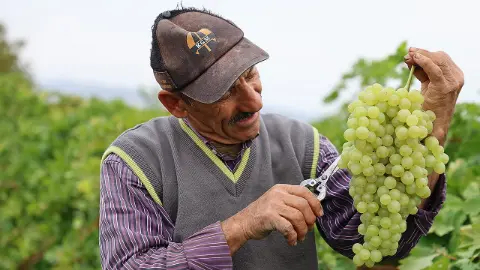 Elazığ'da Tescilli Ağın Beyazı Üzümü İçin Hasat Heyecanı