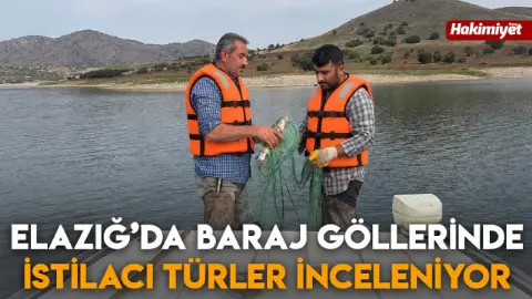Baraj Göllerinde İstilacı Tür Alarmı: Ekipler Sahaya İndi