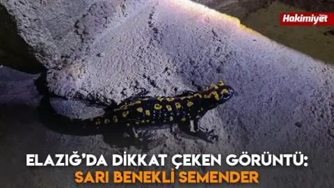 Elazığ’da dikkat çeken görüntü: Sarı benekli semender