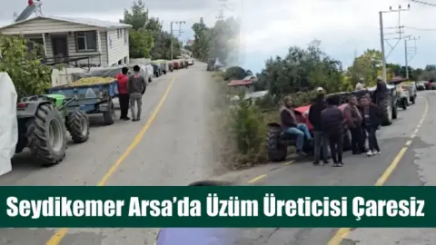 Seydikemer Arsa’da üzüm üreticisi çaresiz